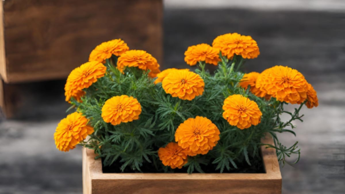  how to maintain and keep marigold tree and flowers big and colour garden 