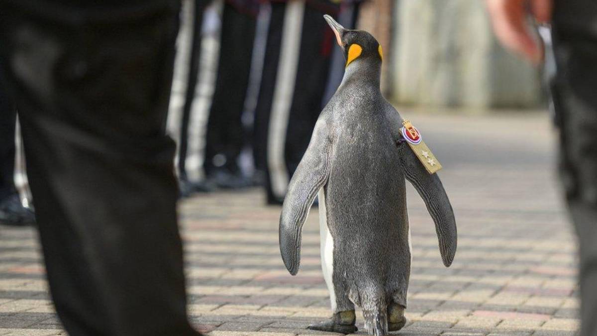 Sir Nils Olav III penguin at Edinburgh Zoo gets promotion and guard of honour  
