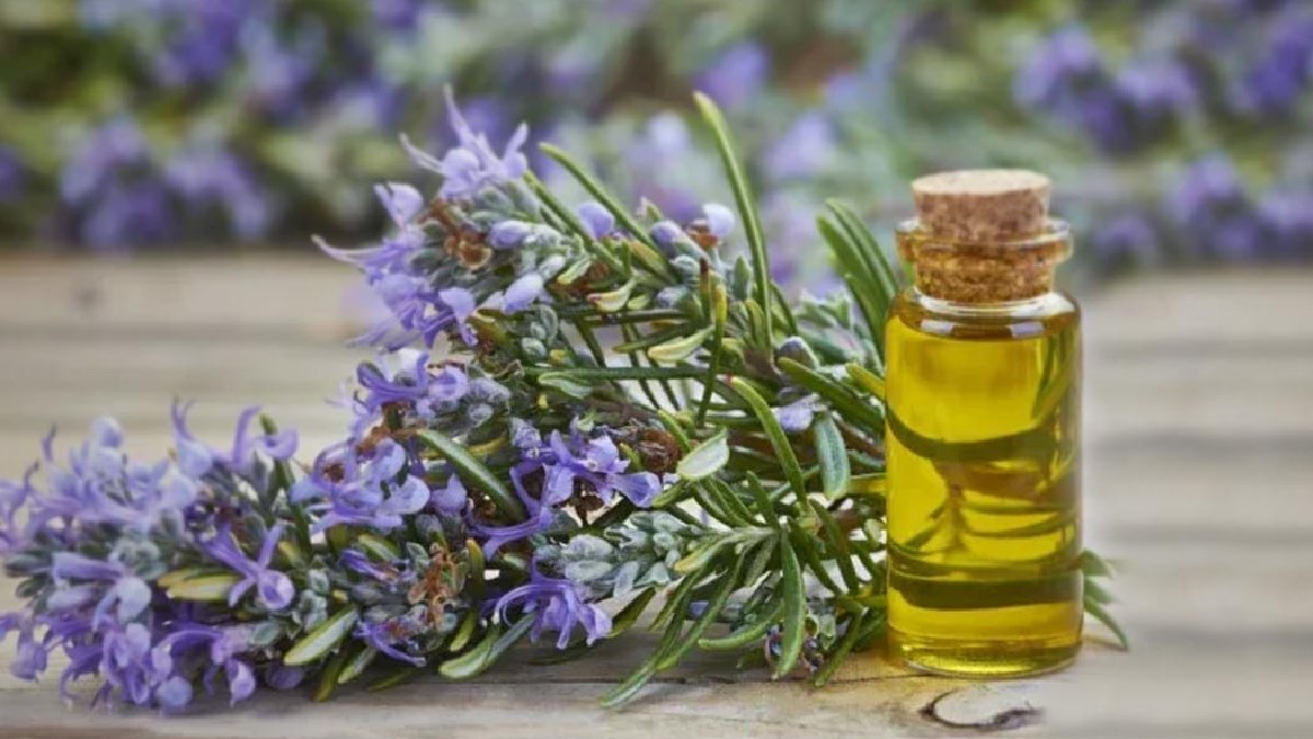 Beauty tips: use rosemary to improve hair growth and volume