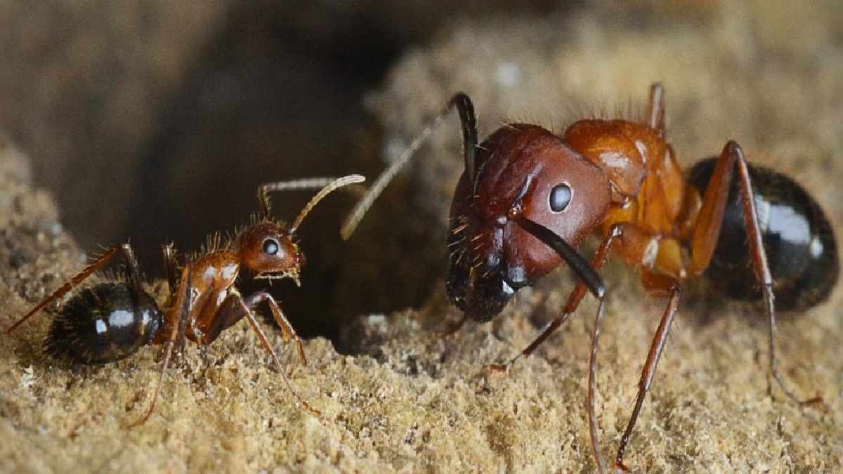 DIY Cleaning Tips: five home remedies to get rid of ants this summer
