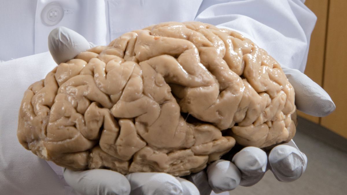 Struggling with navigation and forgetfulness could be the primary symptoms of Alzheimers Disease