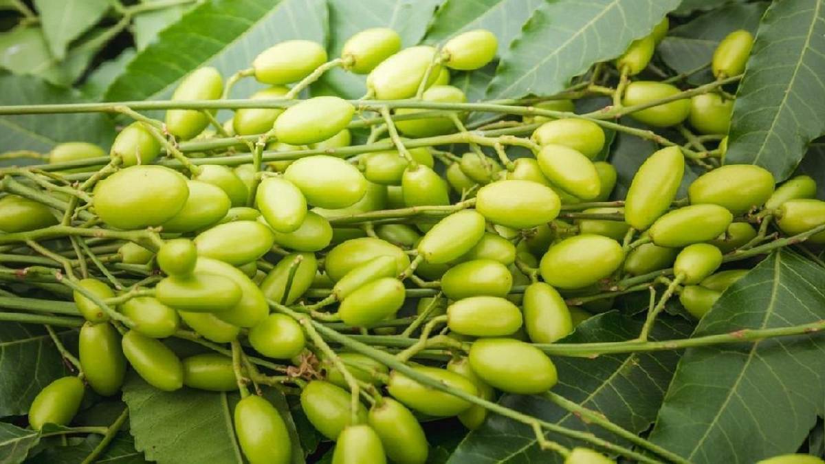 Neem can help reduce the risks of Diabetes