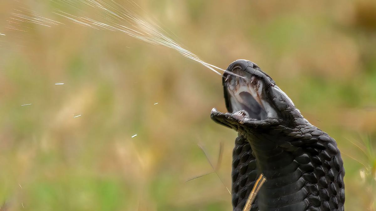 Snake venom is becoming famous drink all over the world